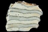 Polished Mammoth Molar Section - South Carolina #125537-1